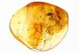 Detailed Fossil Termite and Ant in Baltic Amber #294388-1